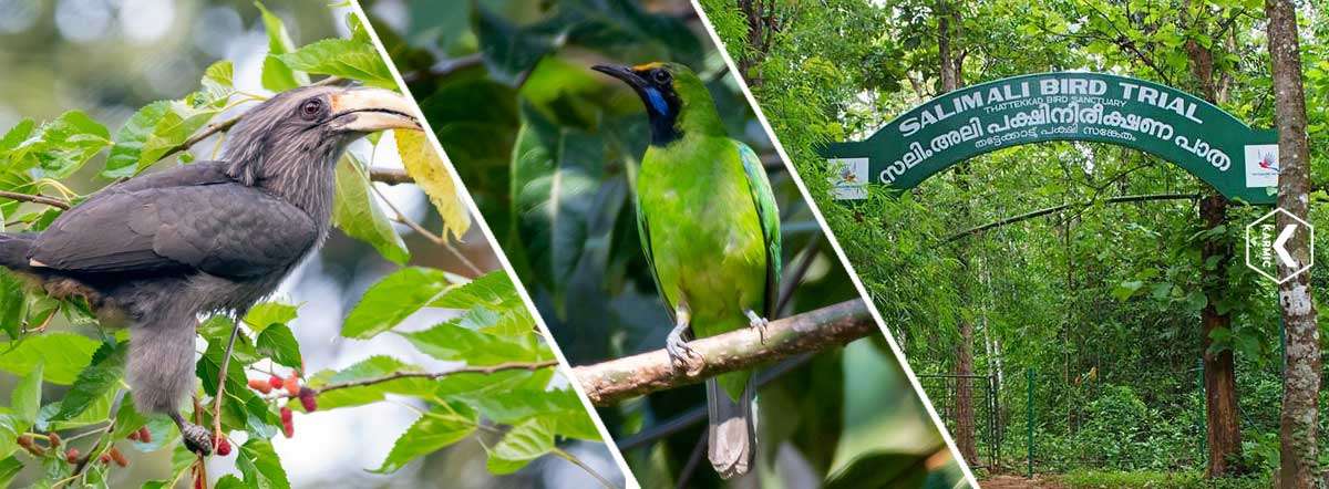 thattekad-bird-sanctuary-location-attractions-how-to-reach